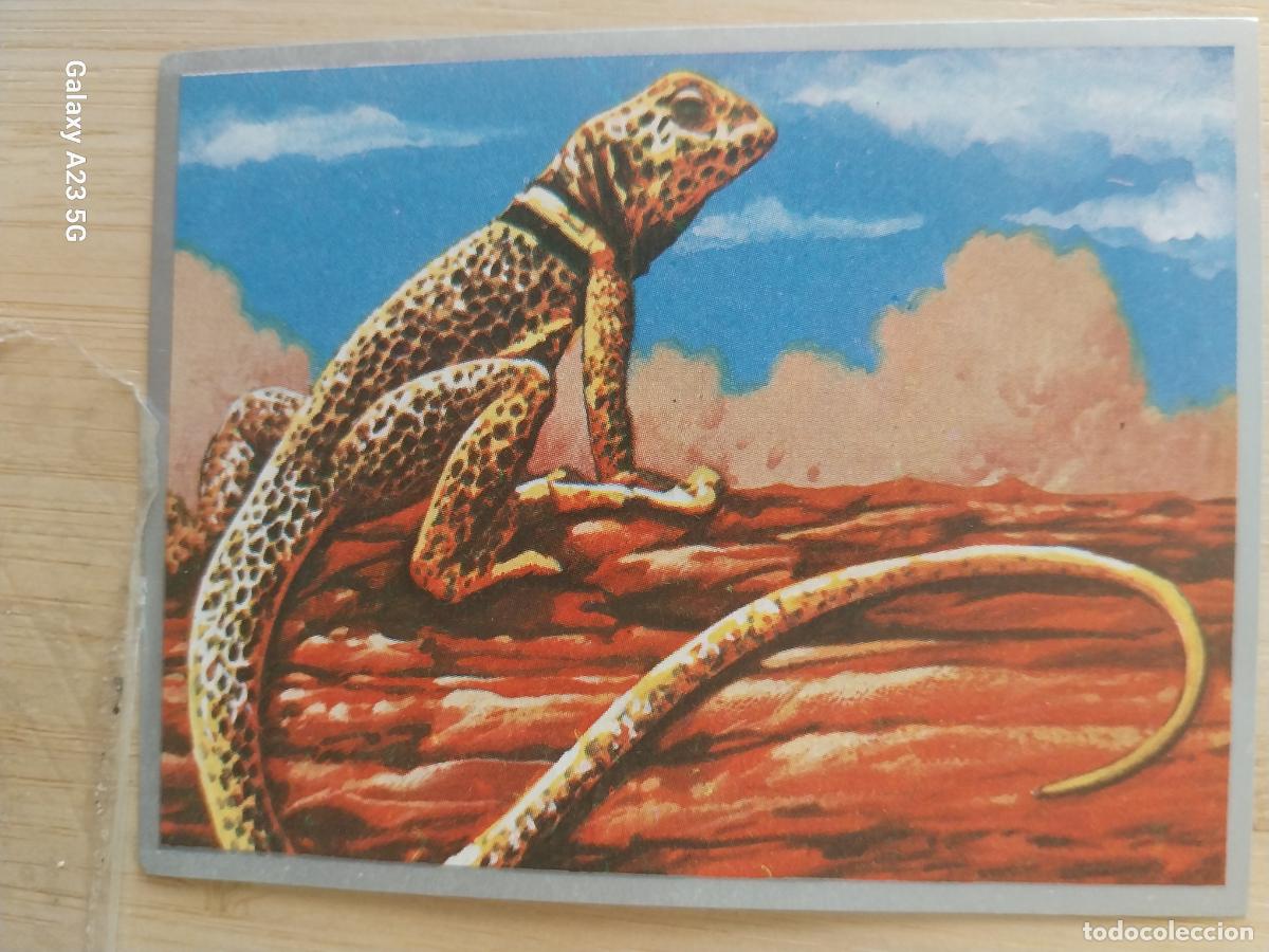Coleccionismo cromos antiguos: LAGARTO A&Ntilde;O 1969 ZOOLOGIA BOTANICA MAGA CROMO 197 SIN PEGAR NUNCA PAPEL FINO 9X7CMS