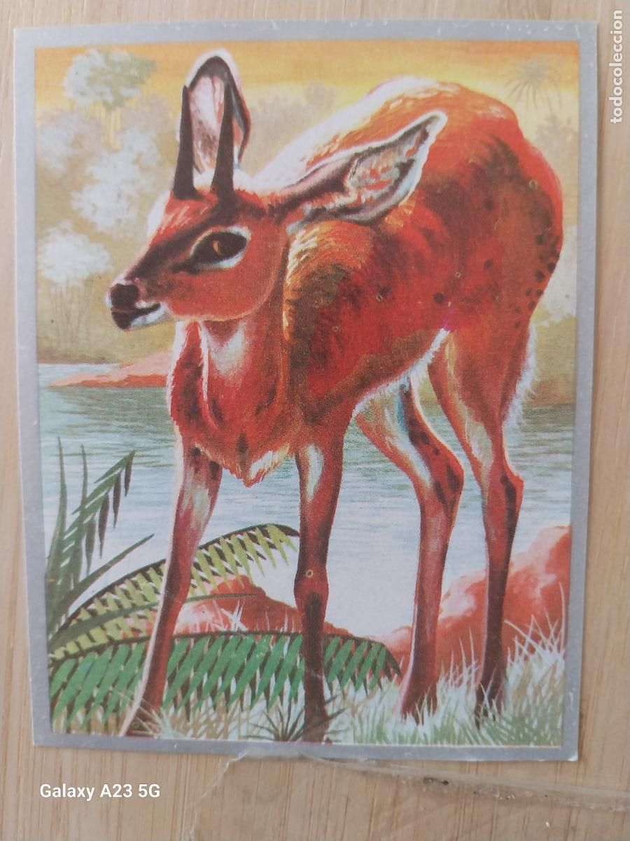 Coleccionismo cromos antiguos: GACELA A&Ntilde;O 1969 ZOOLOGIA BOTANICA MAGA CROMO 165 * SIN PEGAR NUNCA PAPEL FINO 9X7CMS