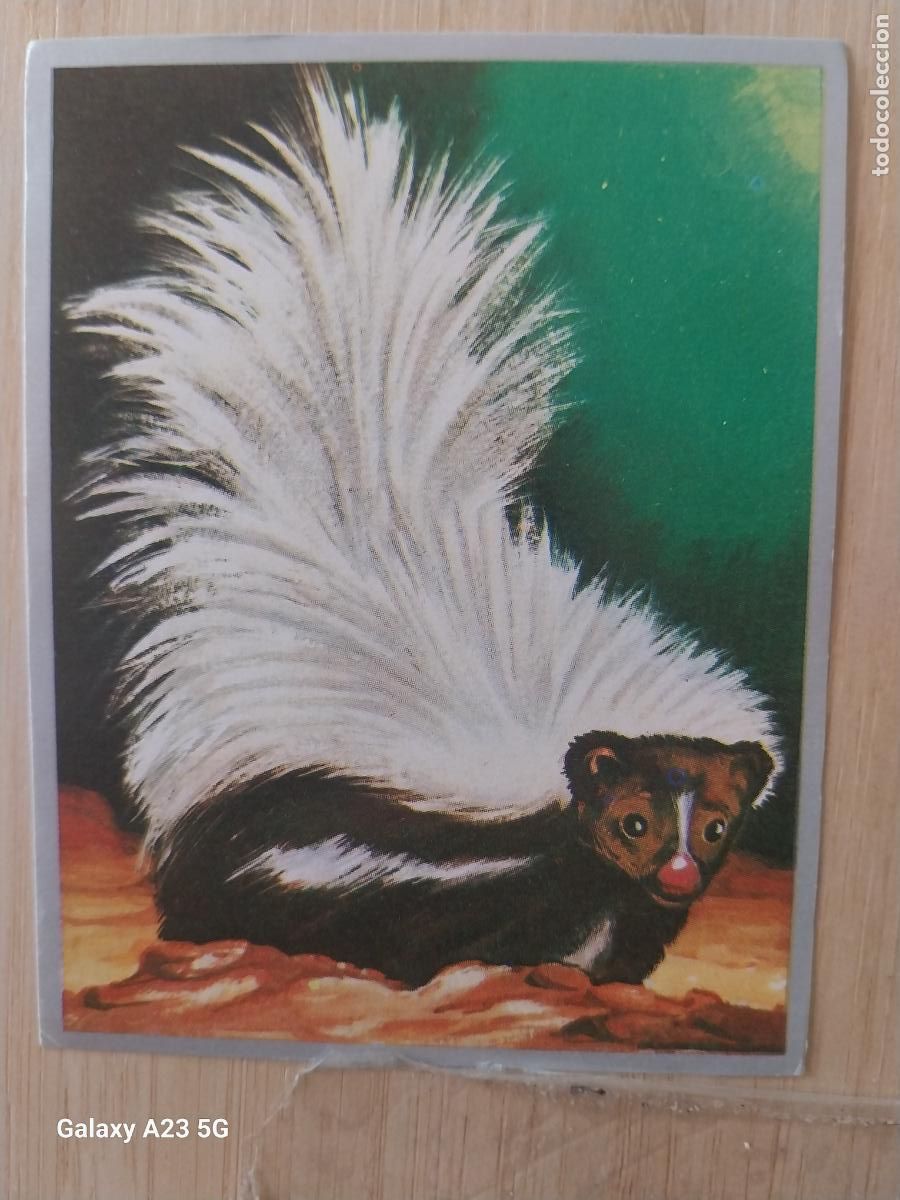 Coleccionismo cromos antiguos: MOFETA A&Ntilde;O 1969 ZOOLOGIA BOTANICA MAGA CROMO 152 * SIN PEGAR NUNCA PAPEL FINO 9X7CMS