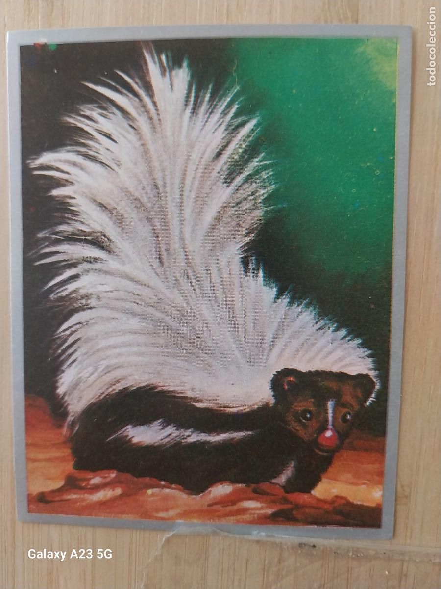 Coleccionismo cromos antiguos: MOFETA A&Ntilde;O 1969 ZOOLOGIA BOTANICA MAGA CROMO 152 SIN PEGAR NUNCA PAPEL FINO 9X7CMS