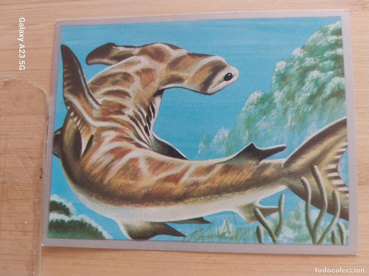 Coleccionismo cromos antiguos: PEZ MARTILLO A&Ntilde;O 1969 ZOOLOGIA BOTANICA MAGA CROMO 113 SIN PEGAR NUNCA PAPEL FINO 9X7CMS