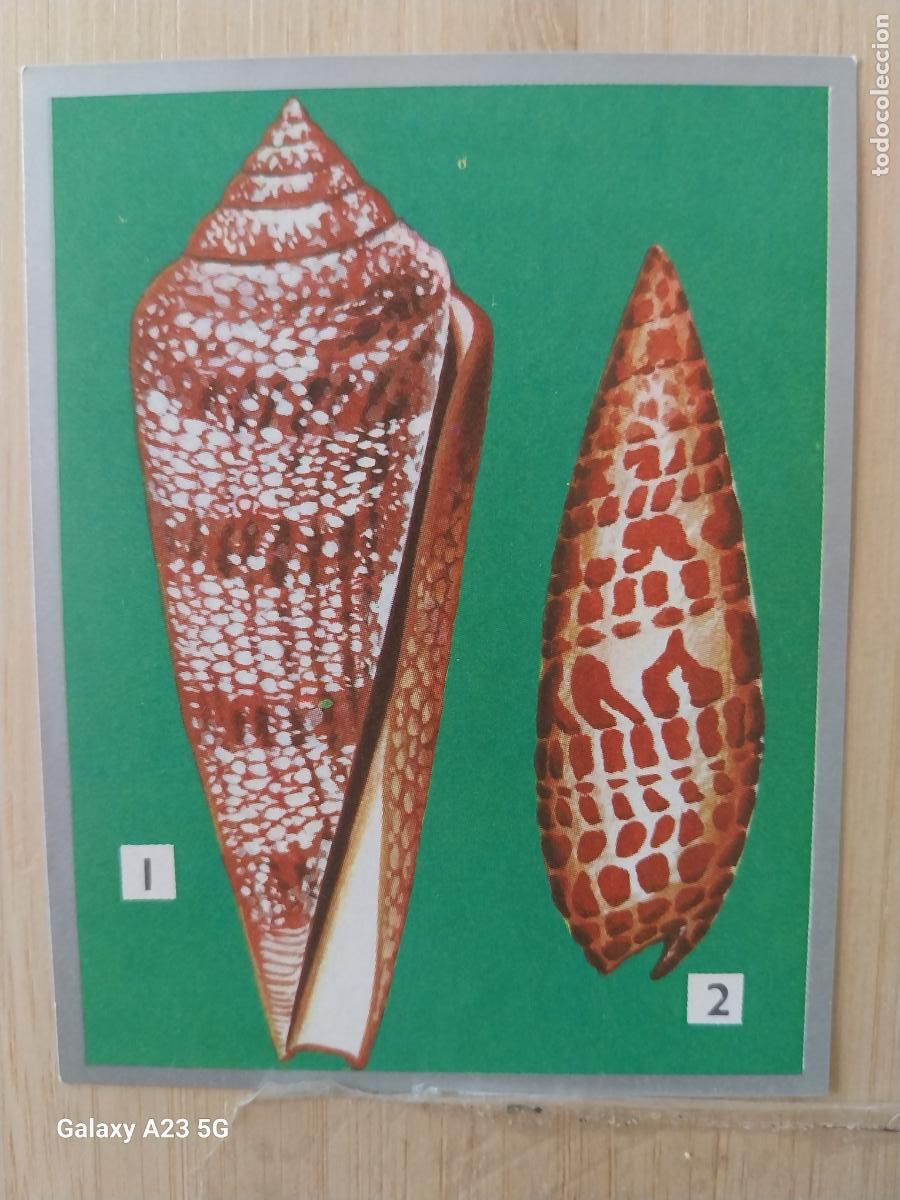 Coleccionismo cromos antiguos: CONUS GLORIA MARIS A&Ntilde;O 1969 ZOOLOGIA BOTANICA MAGA CROMO 106 SIN PEGAR NUNCA PAPEL FINO 9X7CMS