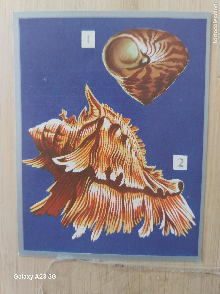 Coleccionismo cromos antiguos: CONCHAS MOLUSCOS A&Ntilde;O 1969 ZOOLOGIA BOTANICA MAGA CROMO 104 SIN PEGAR NUNCA PAPEL FINO 9X7CMS