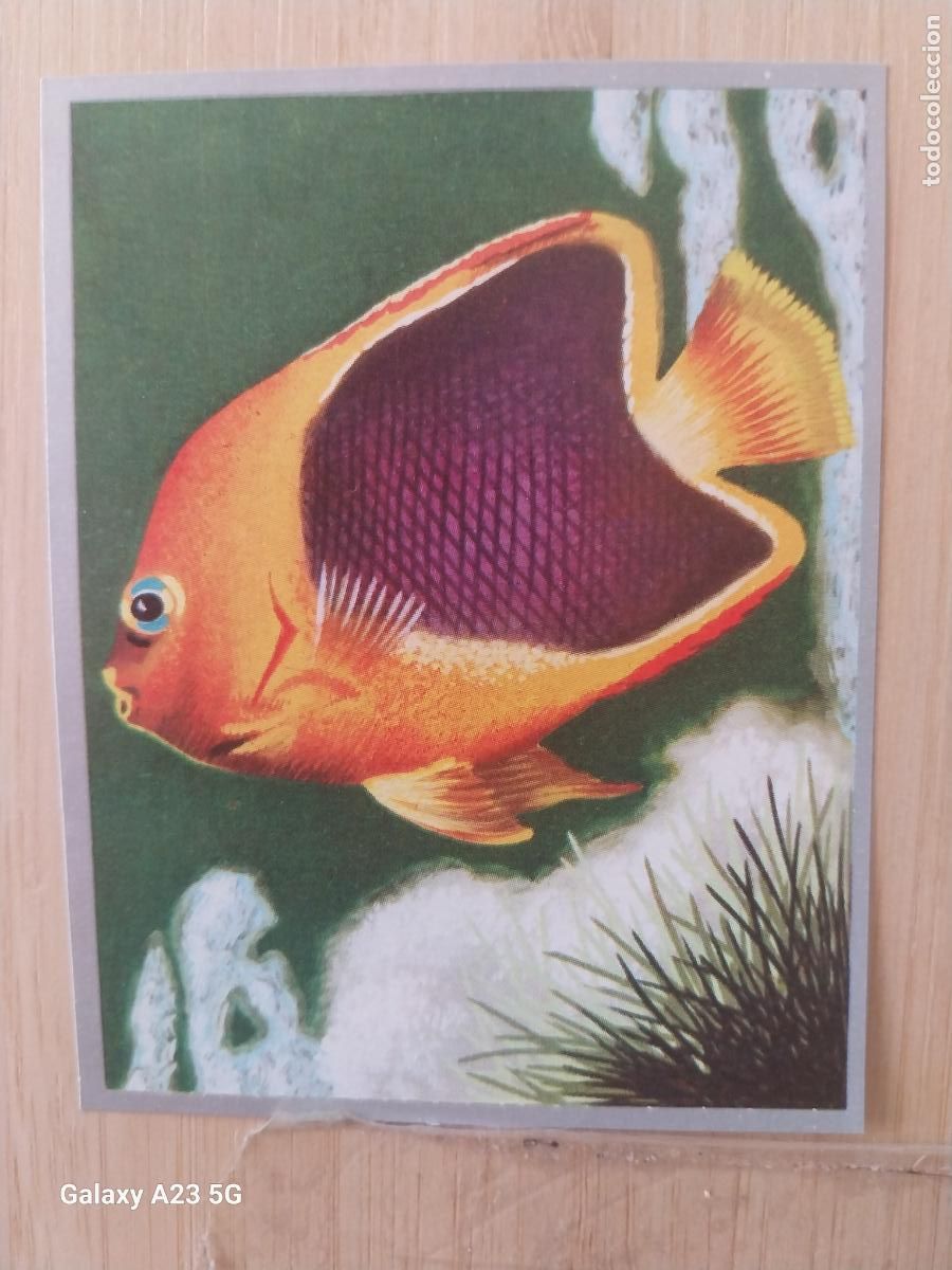 Coleccionismo cromos antiguos: PEZ ANGEL A&Ntilde;O 1969 ZOOLOGIA BOTANICA MAGA CROMO 97 SIN PEGAR NUNCA PAPEL FINO 9X7CMS