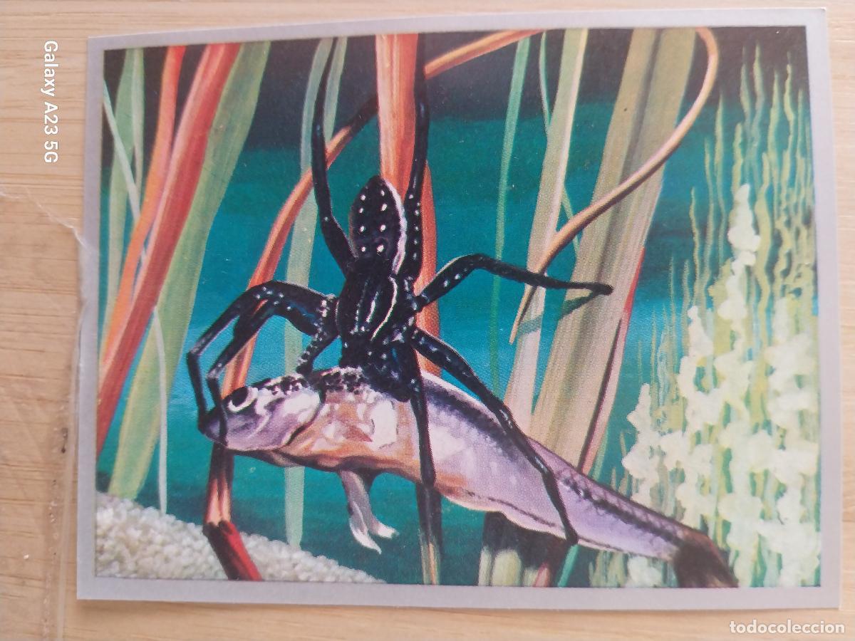 Coleccionismo cromos antiguos: ARA&Ntilde;A DOLOMEDES A&Ntilde;O 1969 ZOOLOGIA BOTANICA MAGA CROMO 61 * SIN PEGAR NUNCA PAPEL FINO 9X7CMS