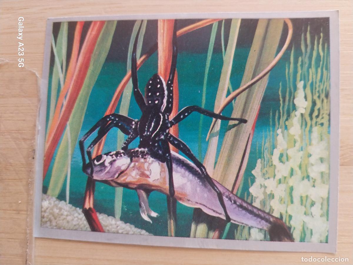 Coleccionismo cromos antiguos: ARA&Ntilde;A DOLOMEDES A&Ntilde;O 1969 ZOOLOGIA BOTANICA MAGA CROMO 61 SIN PEGAR NUNCA PAPEL FINO 9X7CMS