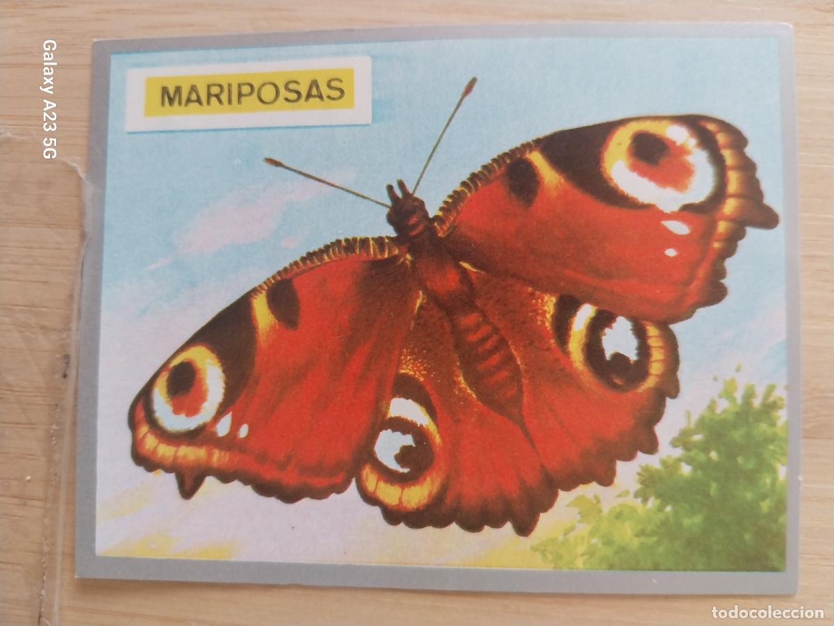 Coleccionismo cromos antiguos: MARIPOSA DEL OLMO A&Ntilde;O 1969 ZOOLOGIA BOTANICA MAGA CROMO 73 SIN PEGAR NUNCA PAPEL FINO 9X7CMS