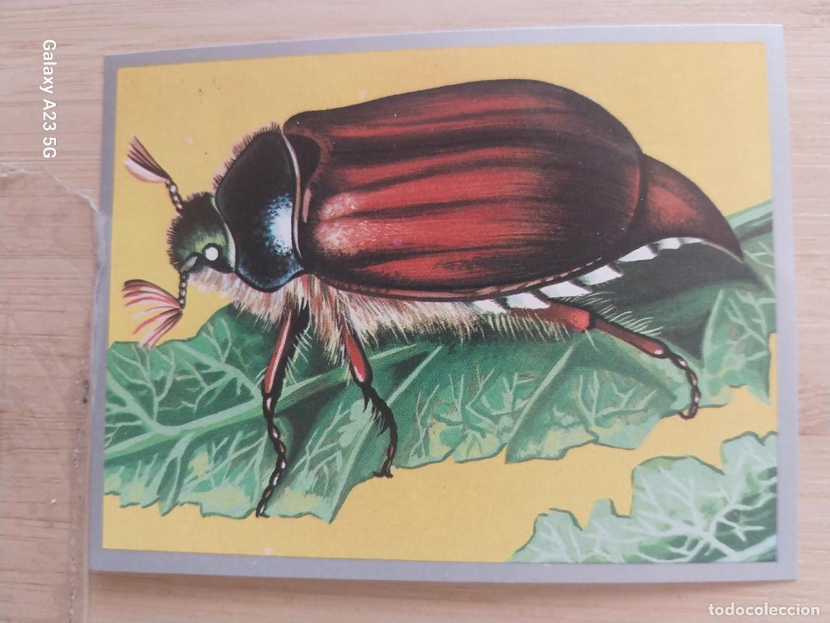 Coleccionismo cromos antiguos: MELOLONTA A&Ntilde;O 1969 ZOOLOGIA BOTANICA MAGA CROMO 68 SIN PEGAR NUNCA PAPEL FINO 9X7CMS