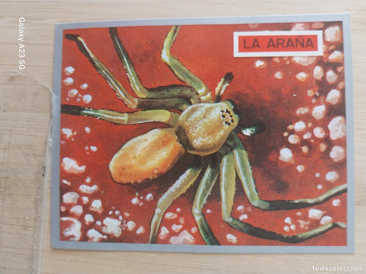 Coleccionismo cromos antiguos: ARA&Ntilde;A A&Ntilde;O 1969 ZOOLOGIA BOTANICA MAGA CROMO 59 **SIN PEGAR NUNCA PAPEL FINO 9X7CMS