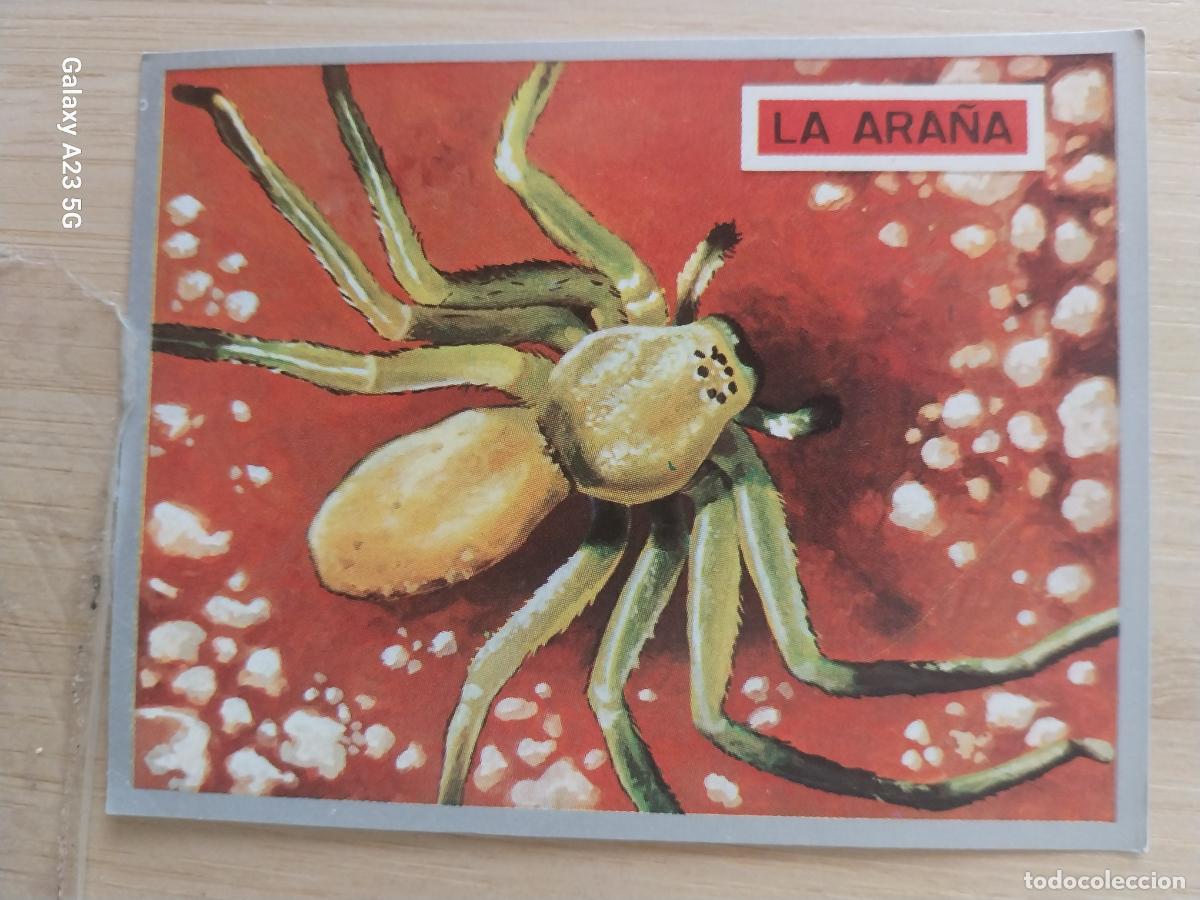 Coleccionismo cromos antiguos: ARA&Ntilde;A A&Ntilde;O 1969 ZOOLOGIA BOTANICA MAGA CROMO 59 * SIN PEGAR NUNCA PAPEL FINO 9X7CMS
