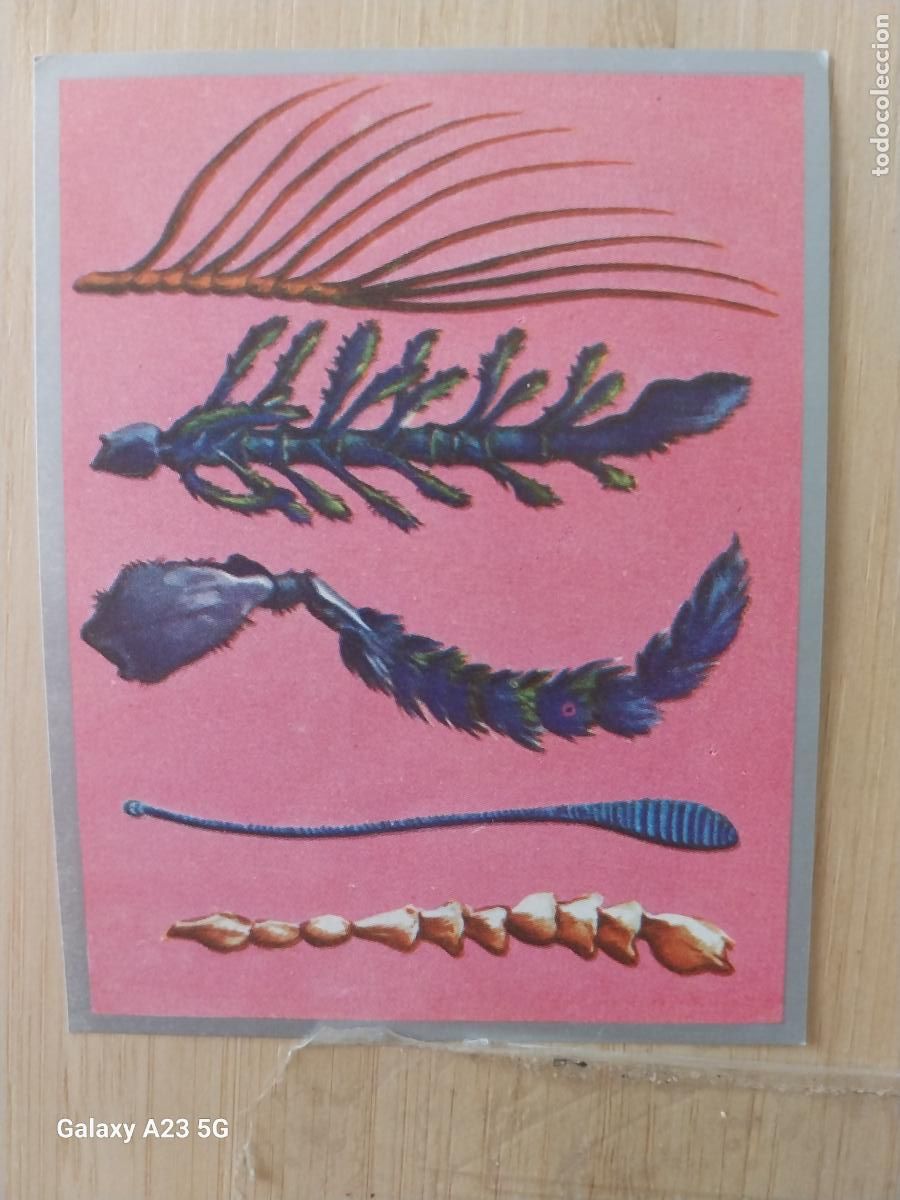 Sammeln alte Sammelbilder: ORGANOS SENSITIVOS A&Ntilde;O 1969 ZOOLOGIA BOTANICA MAGA CROMO 57 * SIN PEGAR NUNCA PAPEL FINO 9X7CMS