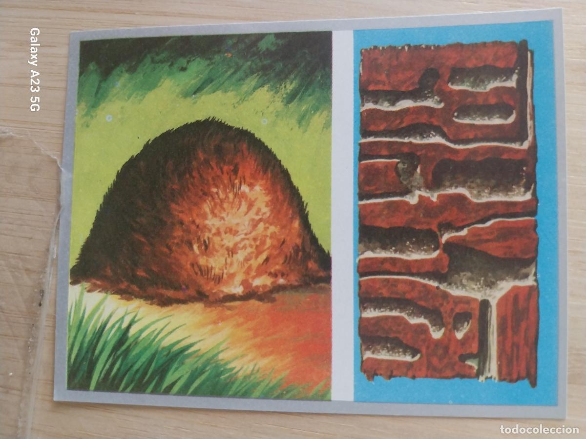 Sammeln alte Sammelbilder: HORMIGUERO A&Ntilde;O 1969 ZOOLOGIA BOTANICA MAGA CROMO 49 * SIN PEGAR NUNCA PAPEL FINO 9X7CMS