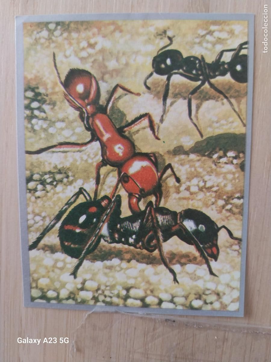 Sammeln alte Sammelbilder: HORMIGUERO A&Ntilde;O 1969 ZOOLOGIA BOTANICA MAGA CROMO 45 * SIN PEGAR NUNCA PAPEL FINO 9X7CMS