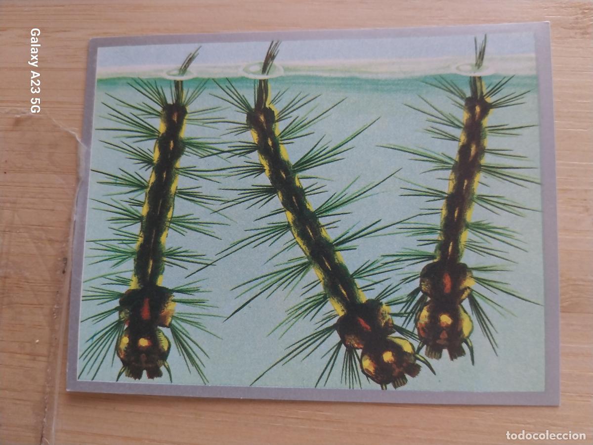 Coleccionismo cromos antiguos: LARVAS MOSQUITOS A&Ntilde;O 1969 ZOOLOGIA BOTANICA MAGA CROMO 38 * SIN PEGAR NUNCA PAPEL FINO 9X7CMS