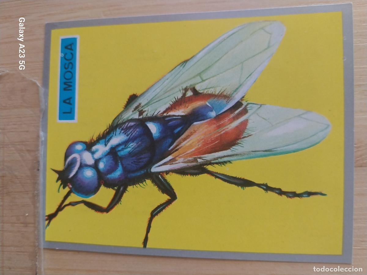 Coleccionismo cromos antiguos: MOSCA A&Ntilde;O 1969 ZOOLOGIA BOTANICA MAGA CROMO 33 * SIN PEGAR NUNCA PAPEL FINO 9X7CMS