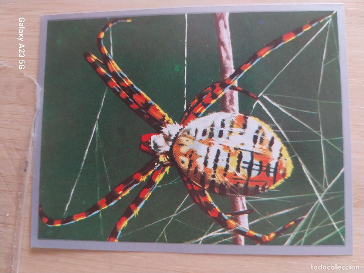 Coleccionismo cromos antiguos: ARA&Ntilde;A RAYADA A&Ntilde;O 1969 ZOOLOGIA BOTANICA MAGA CROMO 18 *** SIN PEGAR NUNCA PAPEL FINO 9X7CMS