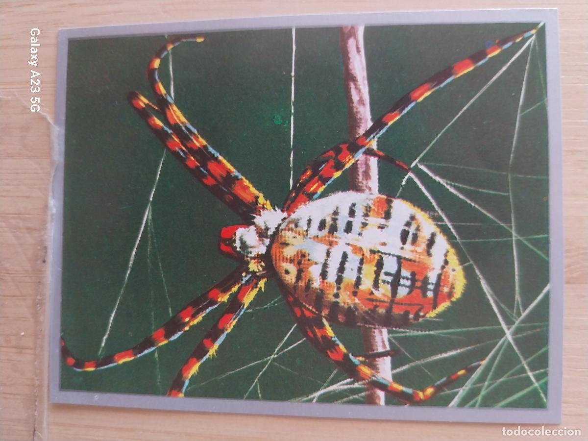Colecionismo Cromos antigos: ARA&Ntilde;A RAYADA A&Ntilde;O 1969 ZOOLOGIA BOTANICA MAGA CROMO 18 ** SIN PEGAR NUNCA PAPEL FINO 9X7CMS