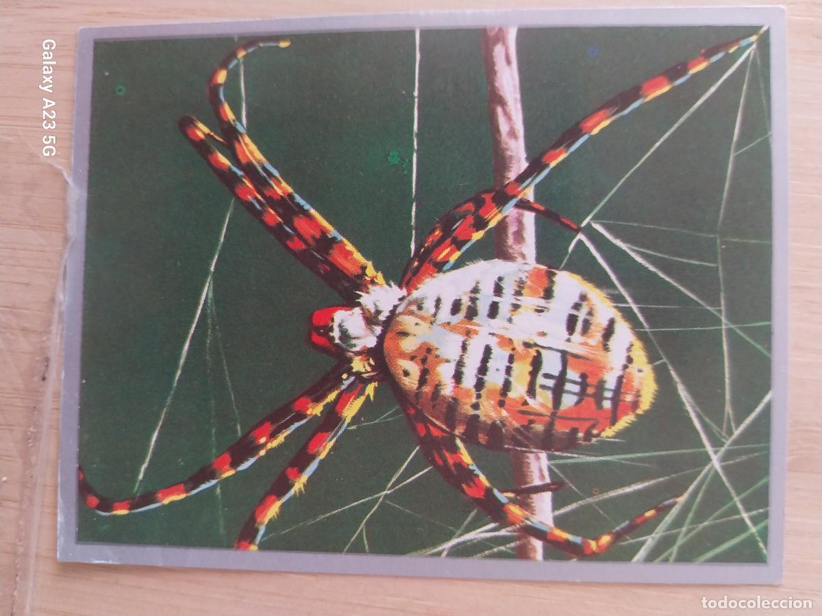 Colecionismo Cromos antigos: ARA&Ntilde;A RAYADA A&Ntilde;O 1969 ZOOLOGIA BOTANICA MAGA CROMO 18 * SIN PEGAR NUNCA PAPEL FINO 9X7CMS