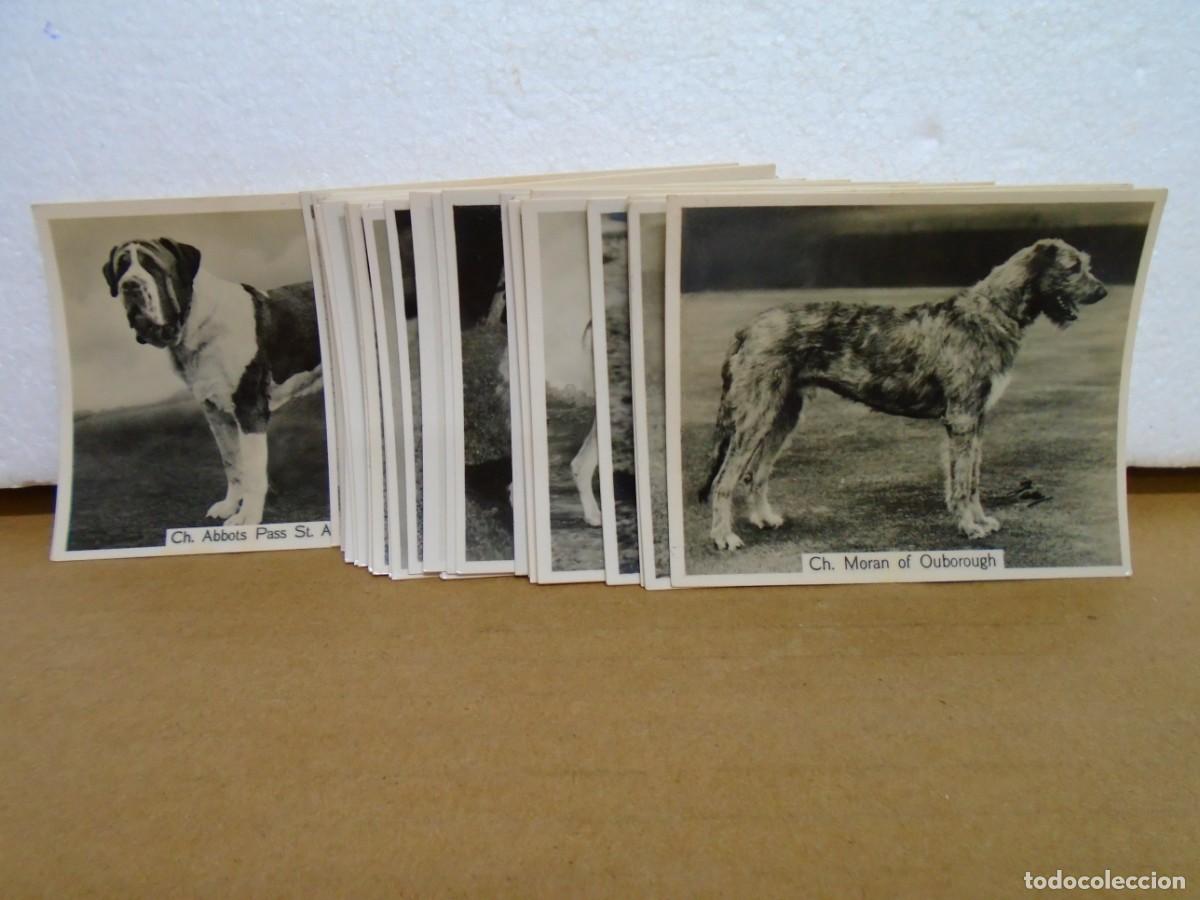 Collectionnisme Cartes &agrave; collectionner anciennes: COLECCION DE 52 CROMOS INGLESES&rdquo;PERROS CAMPEONES&rdquo;JOHN SINCLAIR LTD)1938)VER FOTOS.