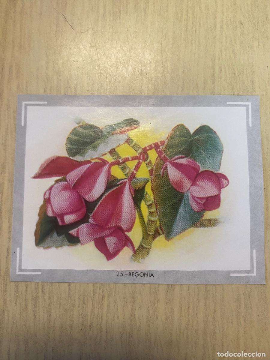 Sammeln alte Sammelbilder: Cromo del &aacute;lbum Vida y color n.25