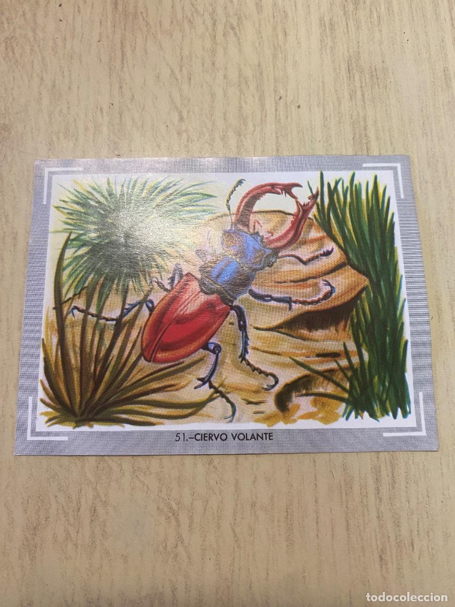 Coleccionismo cromos antiguos: Cromo del &aacute;lbum Vida y color n.51