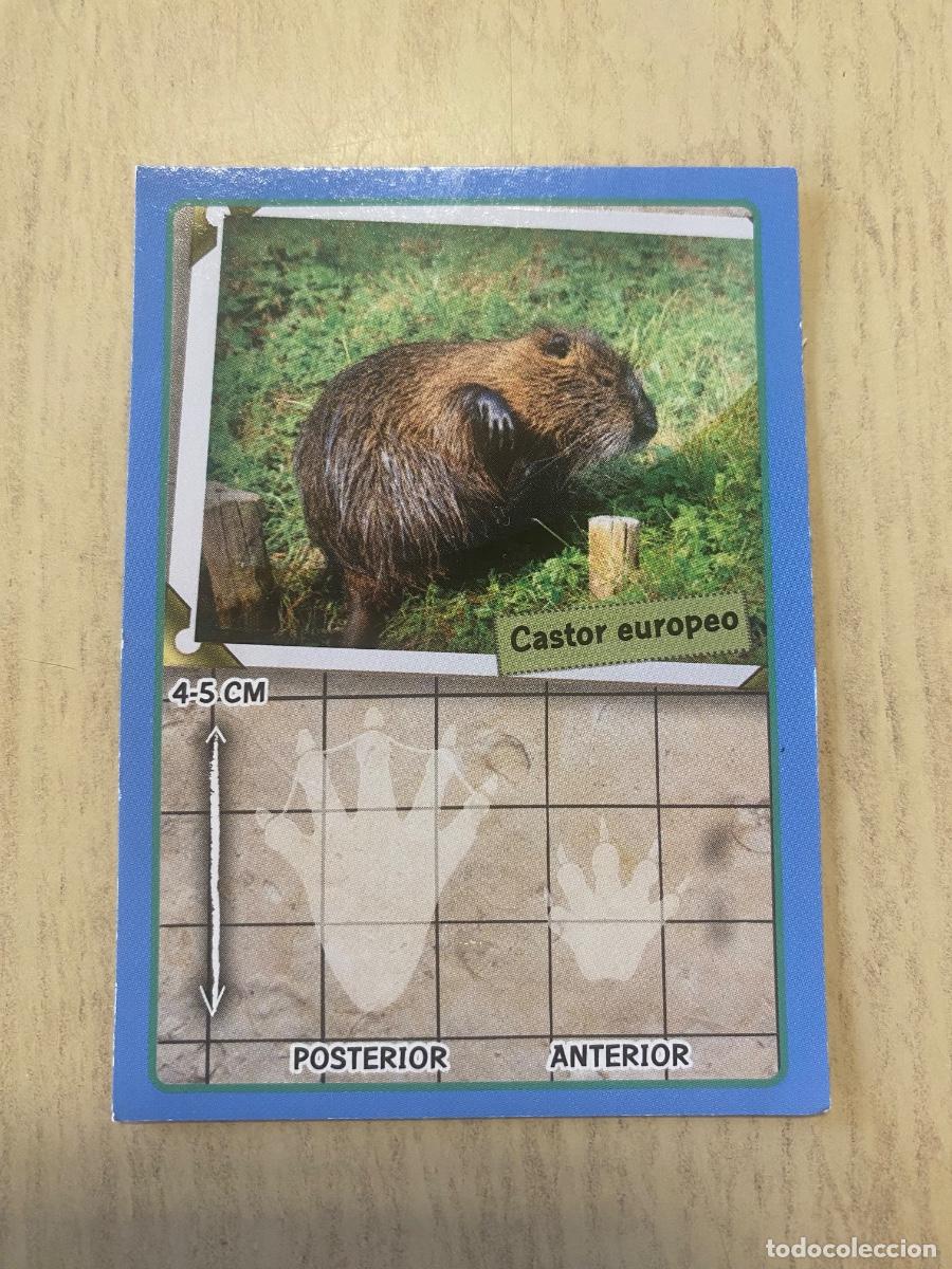 Coleccionismo cromos antiguos: Cromo sin pegar mundo animal 2913 n.40
