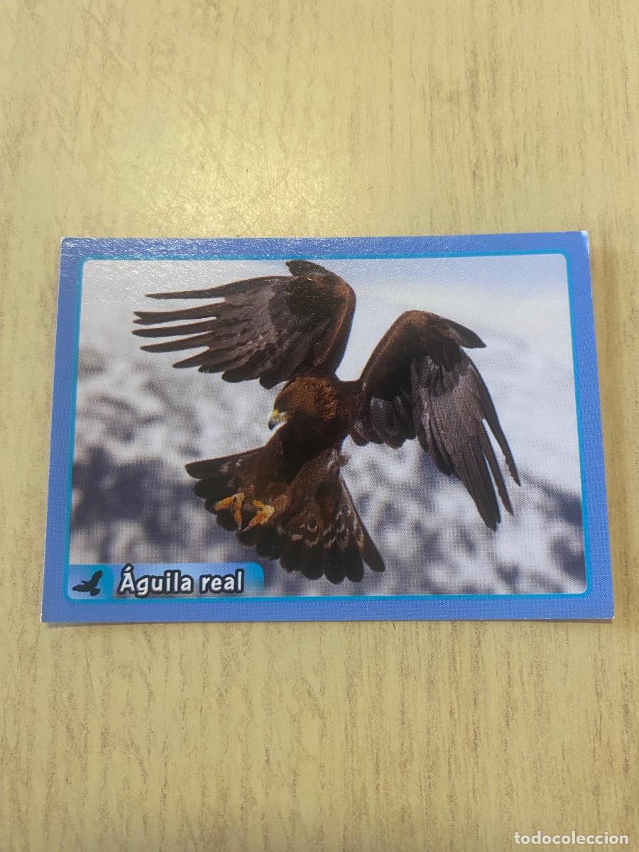 Coleccionismo cromos antiguos: Cromo sin pegar mundo animal 2913 n.182