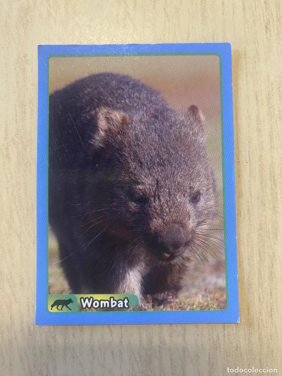 Colecionismo Cromos antigos: Cromo sin pegar mundo animal 2913 n.190