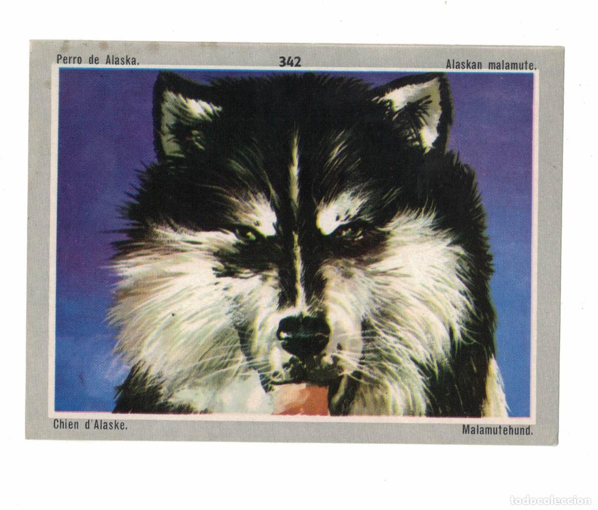 Coleccionismo cromos antiguos: Cromo n&ordm; 342 Alaskan Malamute Perro de Alaska colecci&oacute;n animales del mundo a&ntilde;os 60‑70
