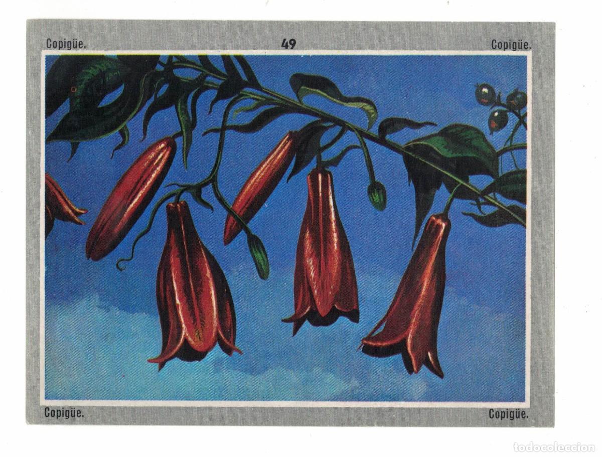 Coleccionismo cromos antiguos: Cromo n&ordm; 49 Copihue flor nacional de Chile colecci&oacute;n bot&aacute;nica a&ntilde;os 60‑70