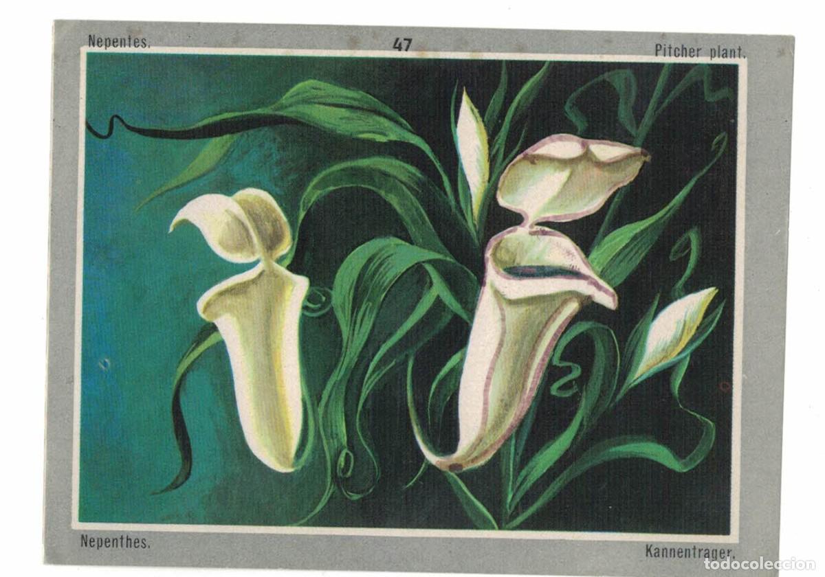 Coleccionismo cromos antiguos: Cromo n&ordm; 47 Nepenthes planta carn&iacute;vora &ndash; &Aacute;lbum Vida y Color (Fher, 1967)