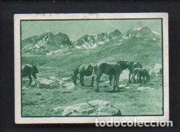 Coleccionismo cromos antiguos: ANTIGUO CROMO, 2&ordm; ALBUM GALLINA BLANCA, SERIE 47 - N&ordm; 2 - EXTREMOS DE EXPA&Ntilde;A, GANADO CABALLAR