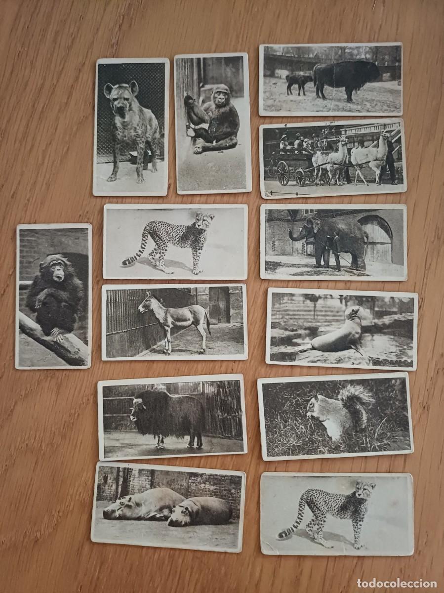 Coleccionismo cromos antiguos: 17 cromos antiguos zoological studies, ingleses