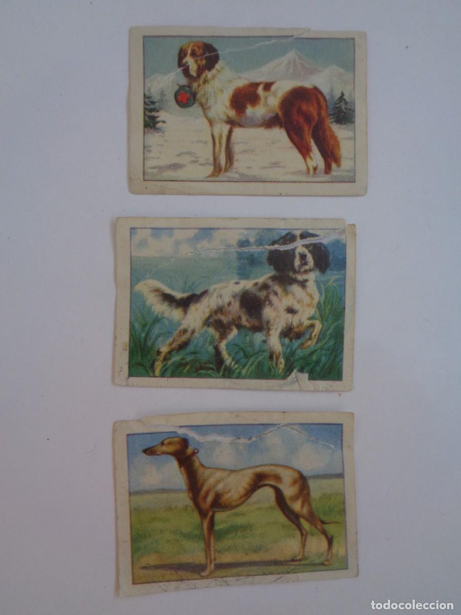 Coleccionismo cromos antiguos: LOTE DE 3 CROMOS ANTIGUOS DE ZOOLOGIA GRAFICA . EDICIONES BARSAL. CON CU&Ntilde;O CARMELITAS