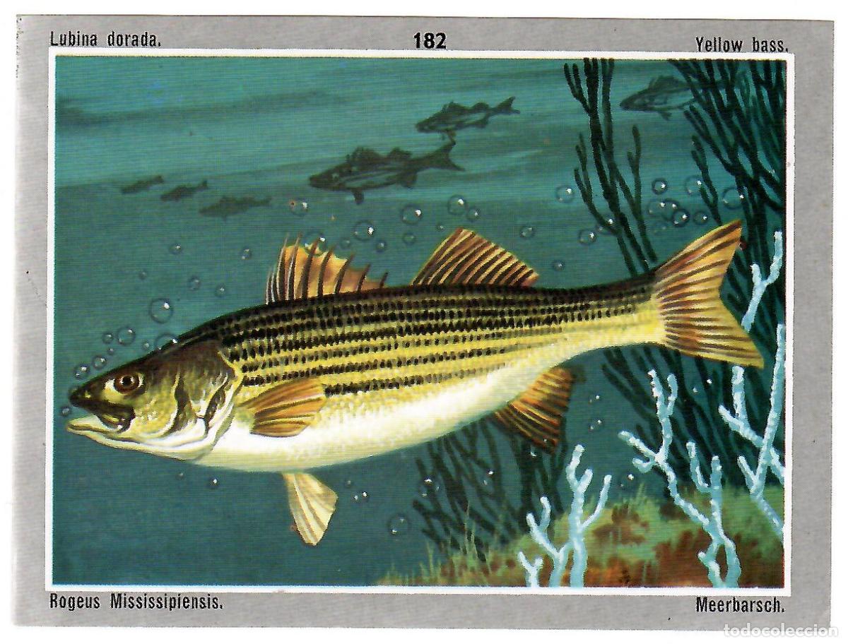 Coleccionismo cromos antiguos: Cromo del album Vida y color 3, n&ordm; 182: Lubina dorada - Nunca pegado