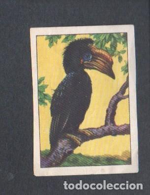 Coleccionismo cromos antiguos: ANTIGUO CROMO, ZOOLOGIA GRAFICA - VERTEBRADOS - SERIE 11, N&ordm; 2 - BUCERO BICORNIO
