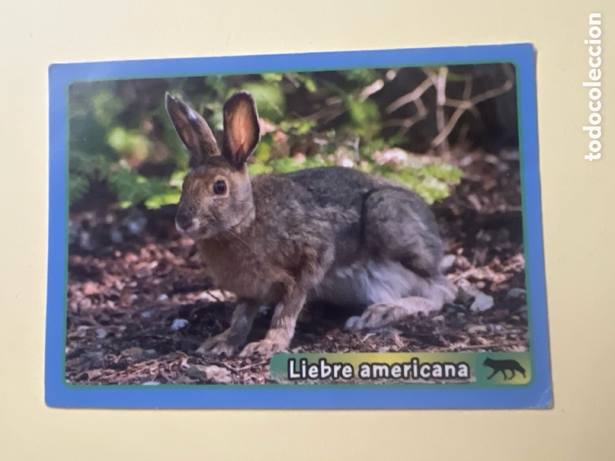 Coleccionismo cromos antiguos: C5596. CROMO ANIMALES 2013 N&ordm; 418 - PANINI - LIEBRE AMERICANA