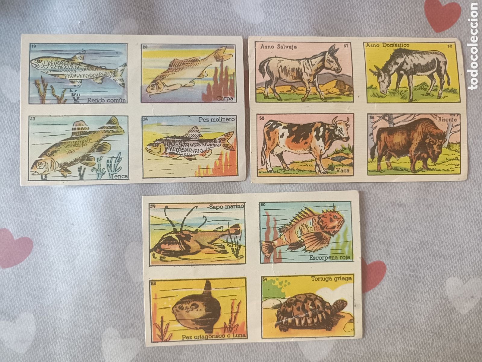 Coleccionismo cromos antiguos: Lote de cromos Zoologia Bruguera Sobre Sorpresa
