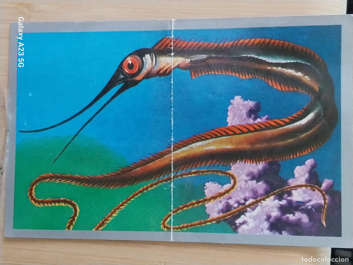 Coleccionismo cromos antiguos: NEMICHTYA A&Ntilde;O 1970 CROMO SIN PEGAR NUNCA ANIMALES MINERALES MAGA 14X9CMS ORIGINAL