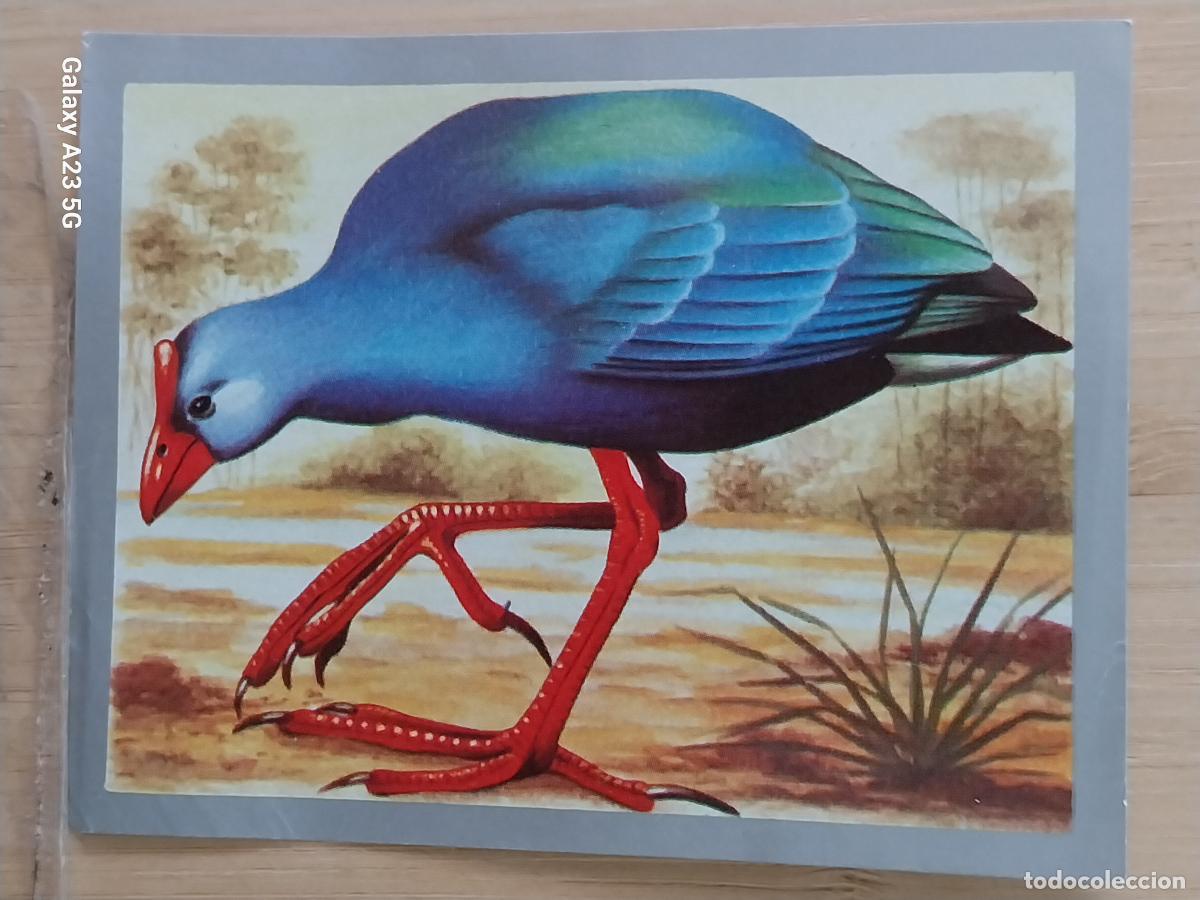 Coleccionismo cromos antiguos: CALAMON COM&Uacute;N A&Ntilde;O 1970 CROMO SIN PEGAR NUNCA ANIMALES MINERALES MAGA 9X7CMS ORIGINAL
