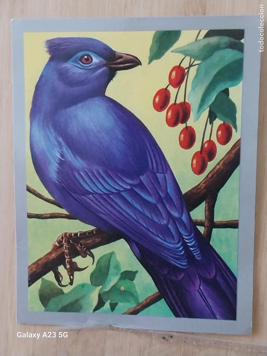 Coleccionismo cromos antiguos: COUA AZUL A&Ntilde;O 1970 CROMO SIN PEGAR NUNCA ANIMALES MINERALES MAGA 9X7CMS ORIGINAL