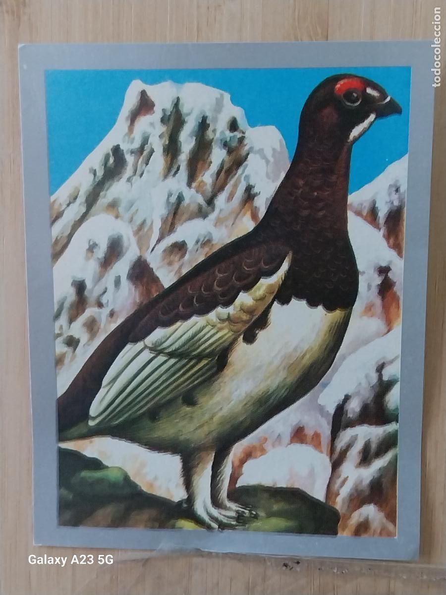 Coleccionismo cromos antiguos: PERDIZ NIVAL A&Ntilde;O 1970 CROMO SIN PEGAR NUNCA ANIMALES MINERALES MAGA 9X7CMS ORIGINAL
