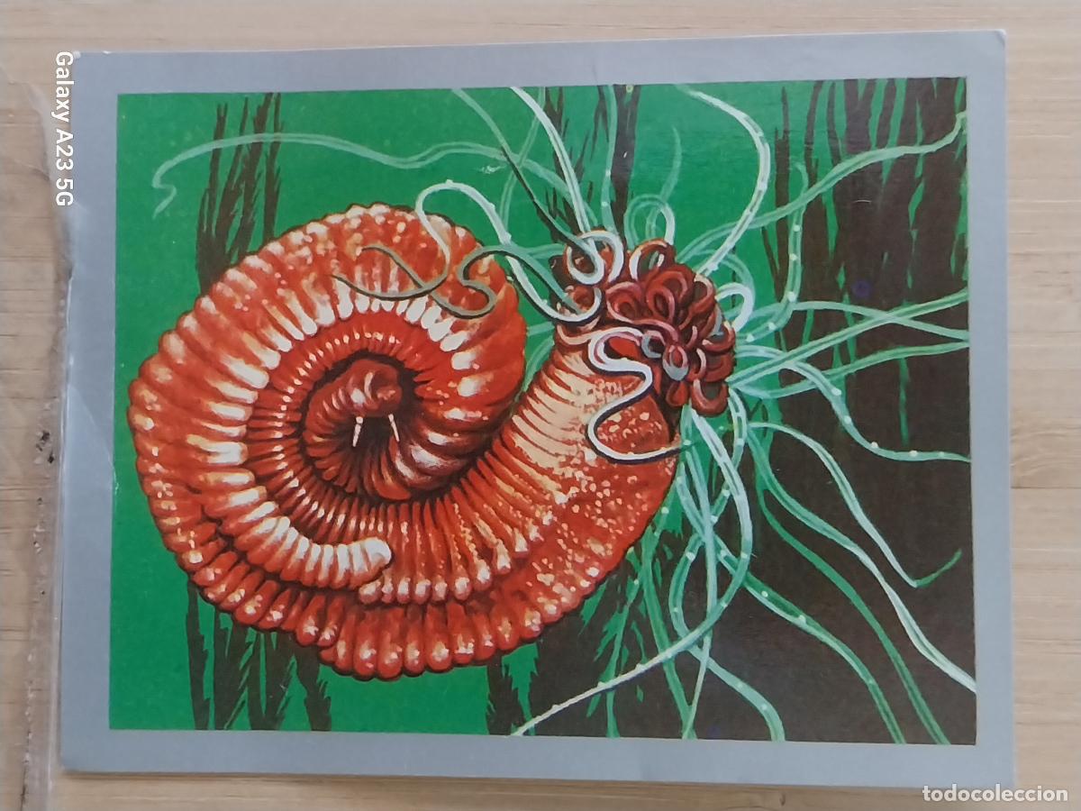 Coleccionismo cromos antiguos: POLYMNIA NEBULOSA CARACOL A&Ntilde;O 1970 CROMO SIN PEGAR NUNCA ANIMALES MINERALES MAGA 9X7CMS ORIGINAL