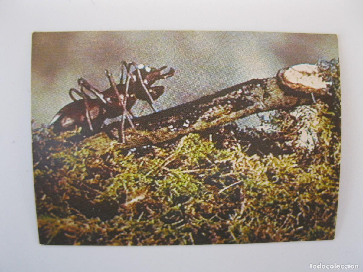 Coleccionismo cromos antiguos: EL M&Oacute;N M&Agrave;GIC DEL M&Agrave;GIC BRUFFI - CROMO N&ordm; 35 - ESPE - NUNCA PEGADO.