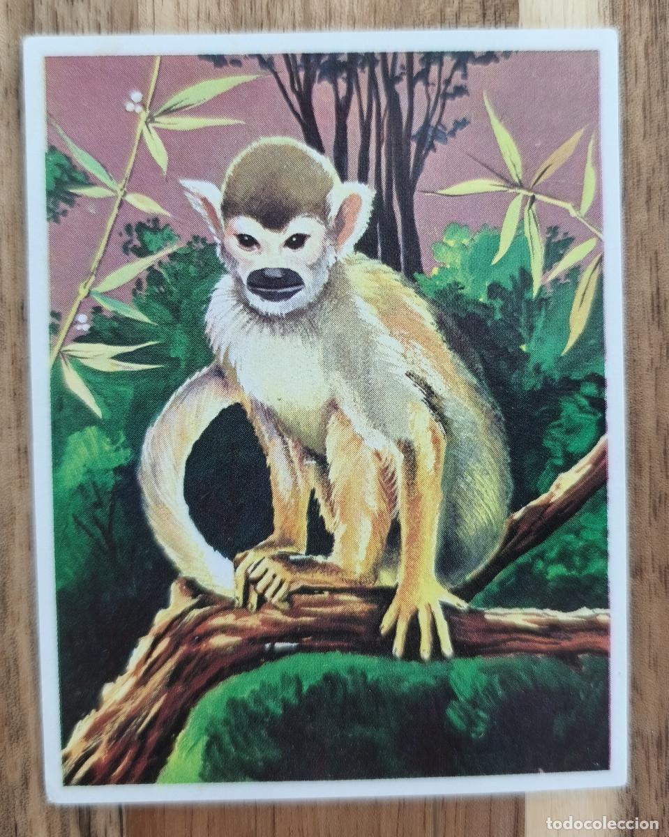 Coleccionismo cromos antiguos: CROMO Am&eacute;rica y sus Habitantes - Fauna No 200 Saimir&iacute; - Editorial Maga A&ntilde;o 1968 - Nunca Pegado