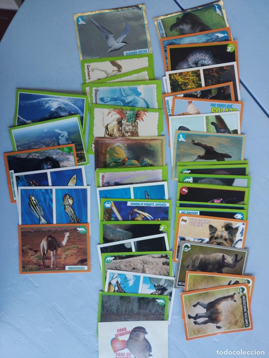 Coleccionismo cromos antiguos: Lote 44 cromos diferentes EL GRAN &Aacute;LBUM DEL MUNDO ANIMAL 2012