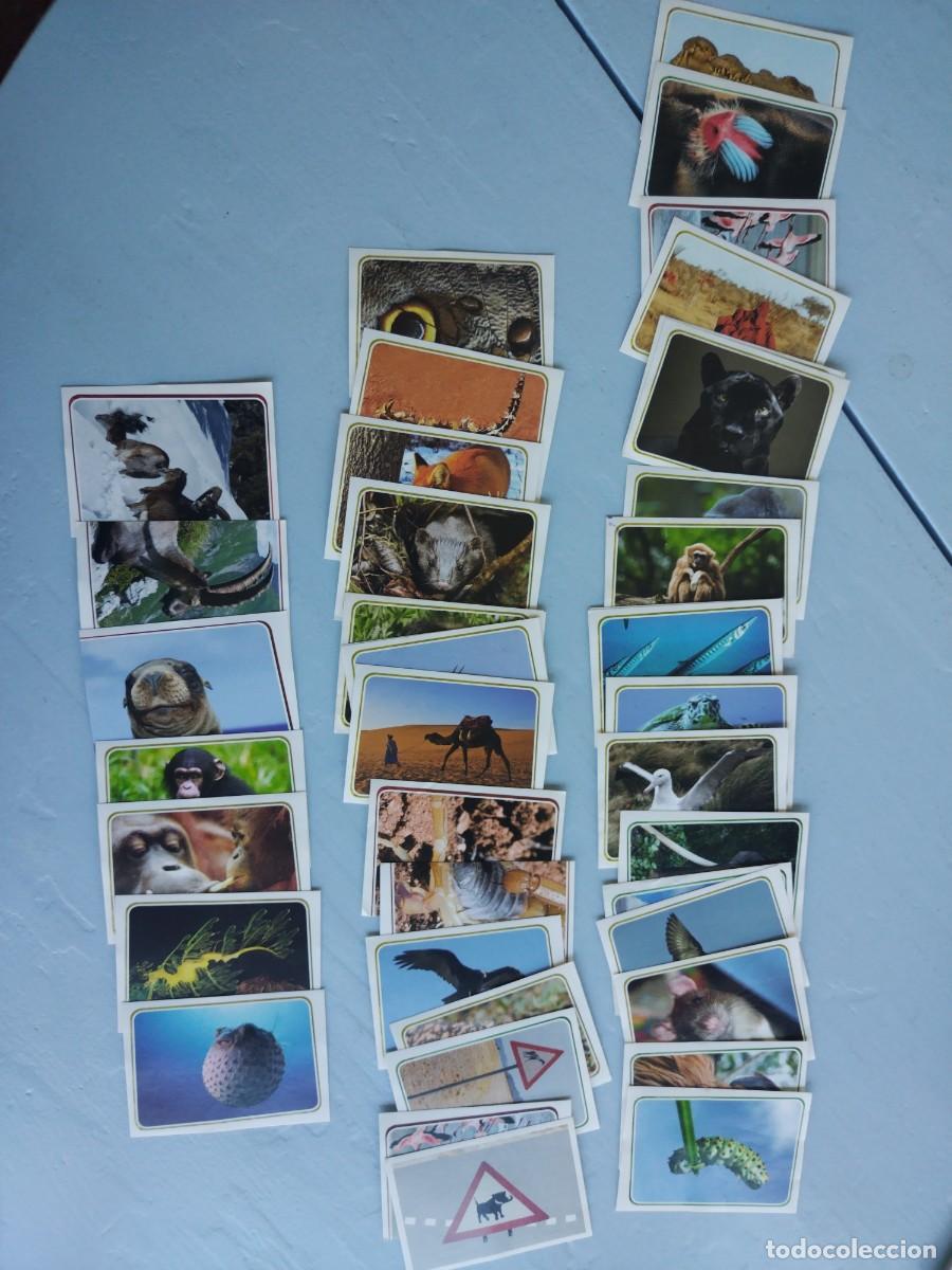 Coleccionismo cromos antiguos: Lote 42 cromos diferentes AMIGOS ANIMALES 2011