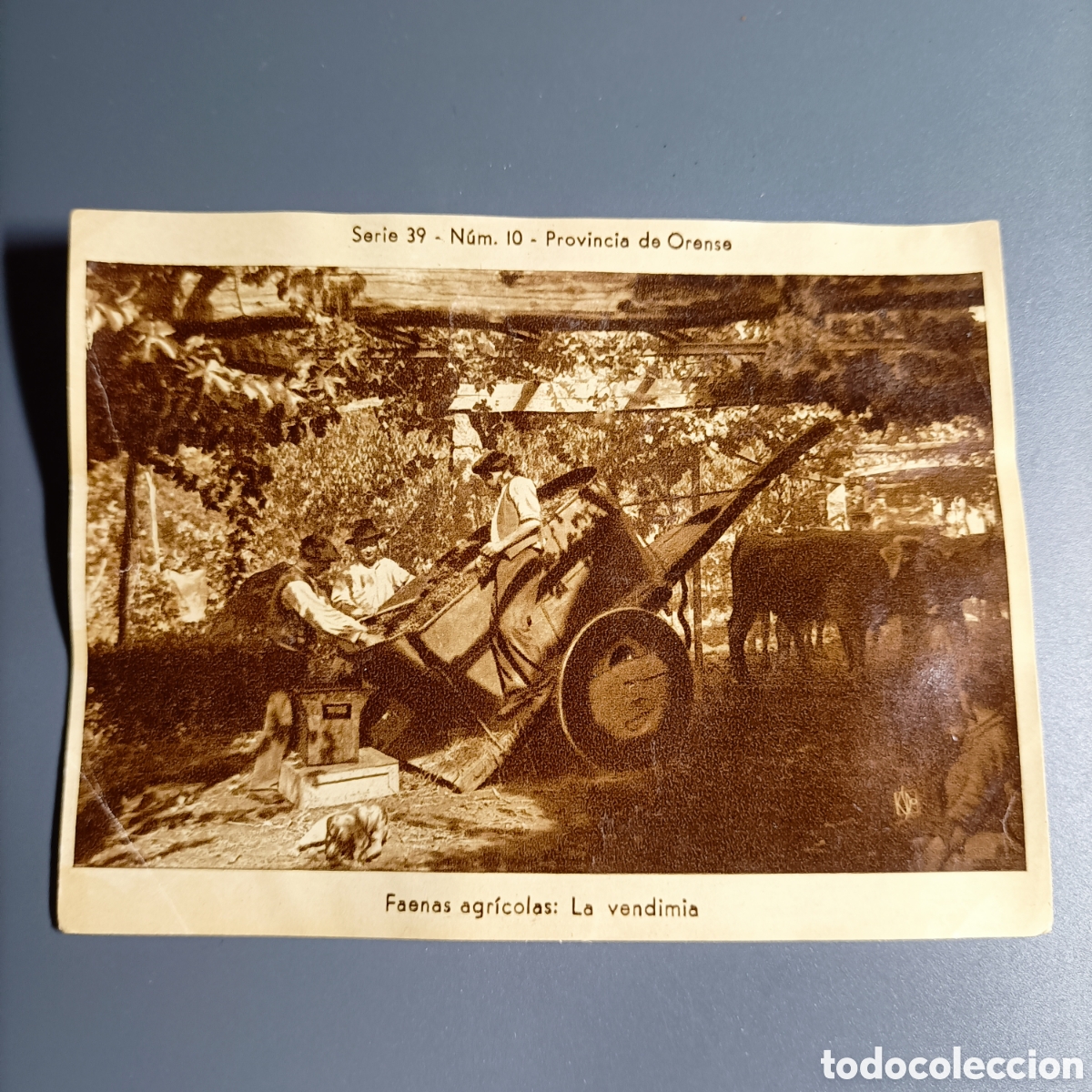 Coleccionismo cromos antiguos: ANTIGUO CROMO. REPRODUCCI&Oacute;N POSTAL. SERIE 39 №10 PROVINCIA DE ORENSE. FAENAS AGR&Iacute;COLAS. LA VENDIMIA