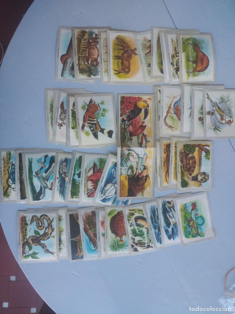 Coleccionismo cromos antiguos: Lote 49 cromos VIDA Y COLOR