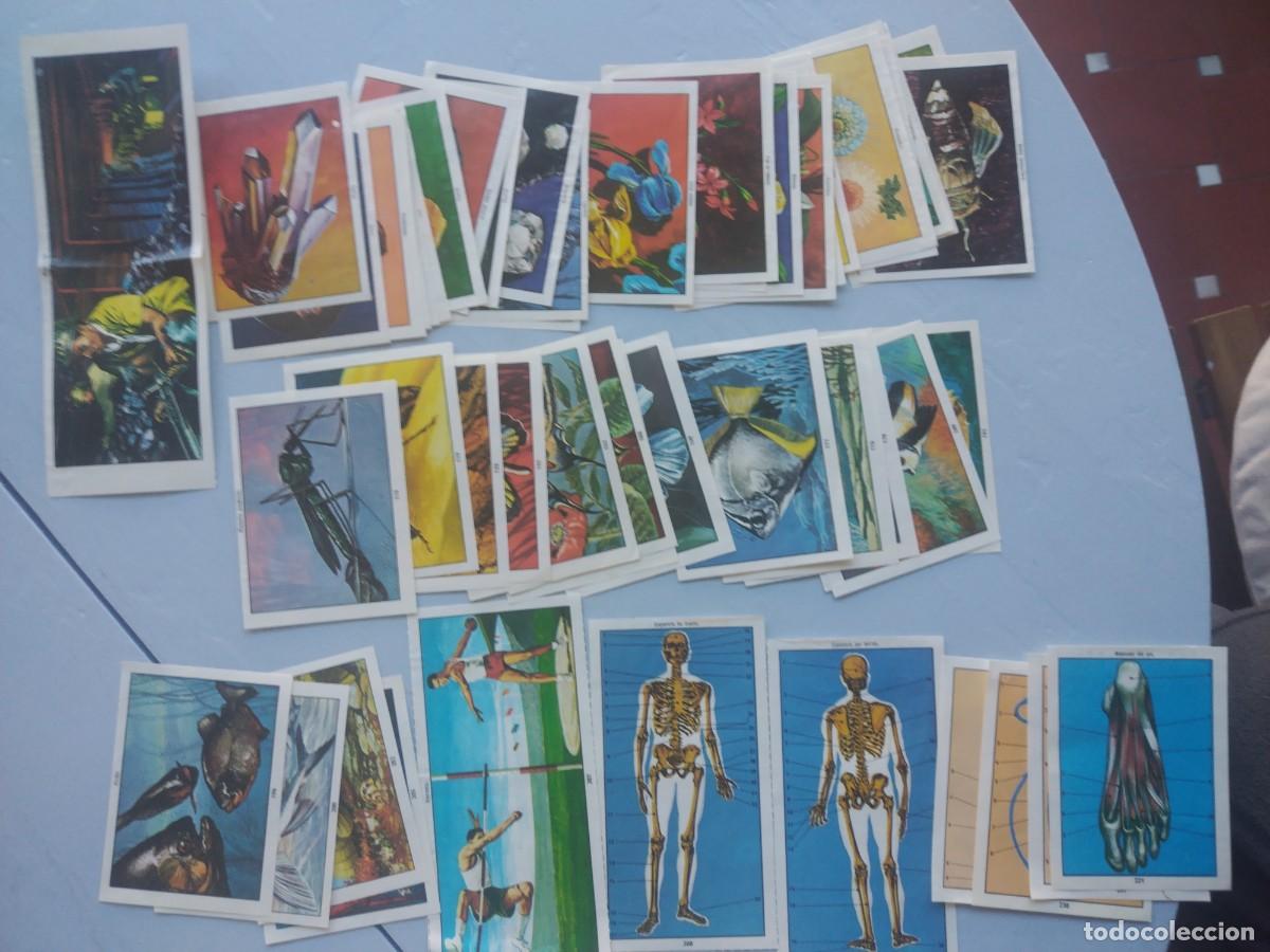 Coleccionismo cromos antiguos: Lote 50 cromos CIENCIAS NATURALES. EASO DE 1982